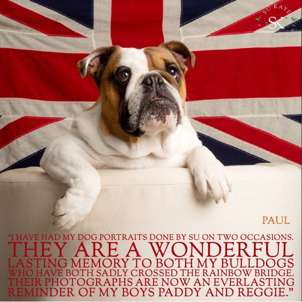 A bulldog resting on a cushion in front of a british flag with a quote about the owner's memory of their pets.