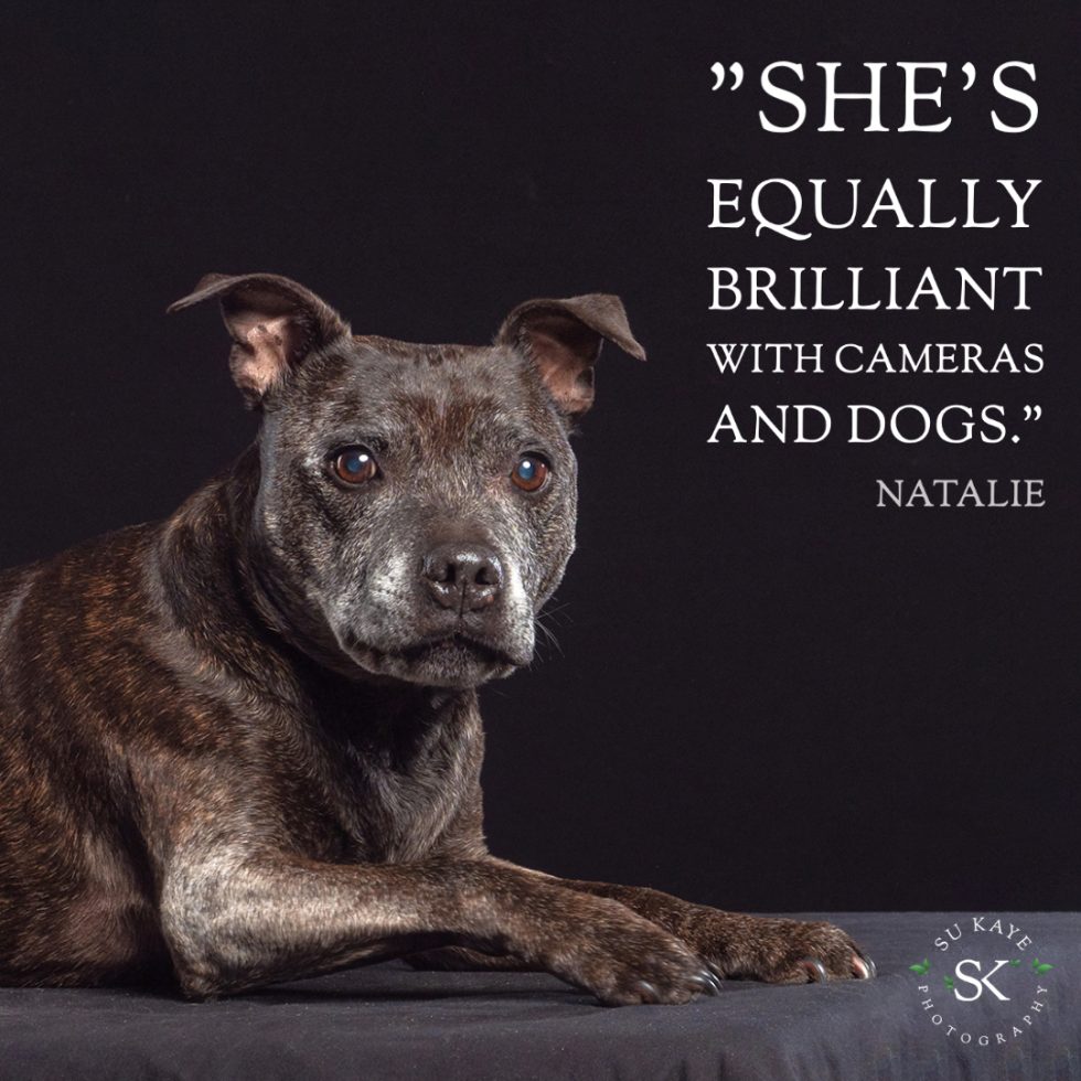 A senior brindle dog lying against a black background, looking at the camera. text overlay quotes natalie praising someone's skill with cameras and dogs.