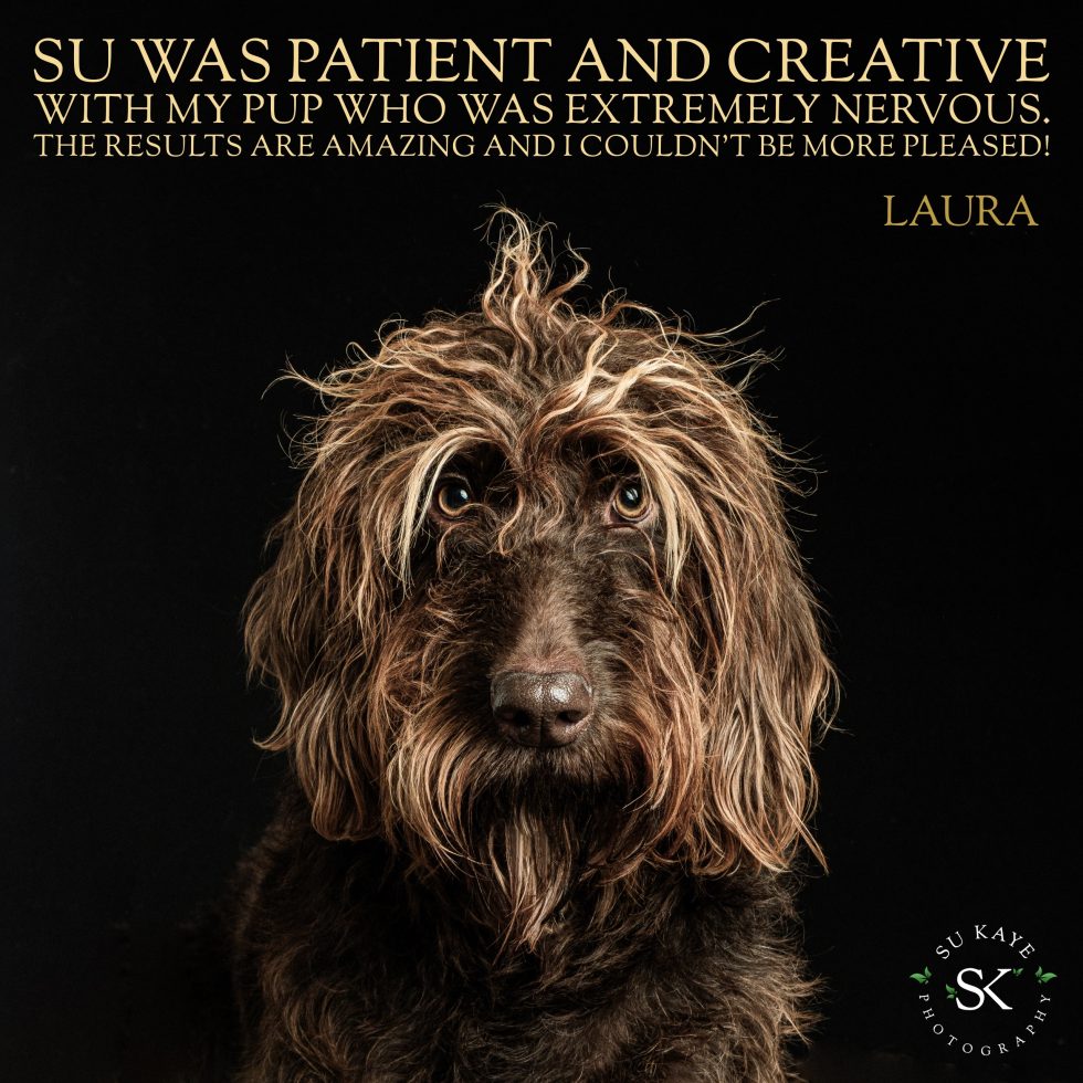Close-up portrait of a brown, curly-haired dog looking directly at the camera, with text overlay sharing a customer's positive testimonial.