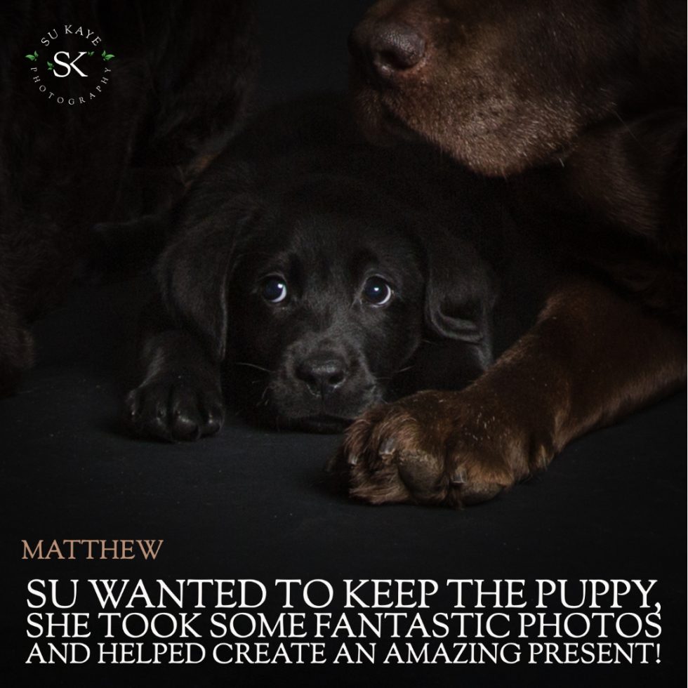 A close-up of a black puppy nestled between two adult labrador dogs, with a text overlay about su taking photos for a memorable gift.