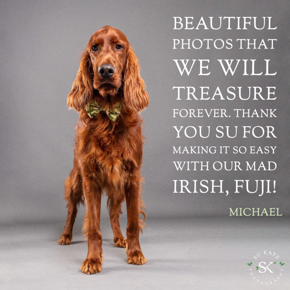 A reddish-brown irish setter with a bowtie looks directly at the camera, standing against a gray background, with a testimonial text overlay thanking a photographer.