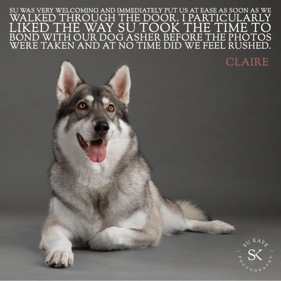 A siberian husky dog sits smiling with quote overlay from claire praising photographer’s skill in creating a bond before shooting.