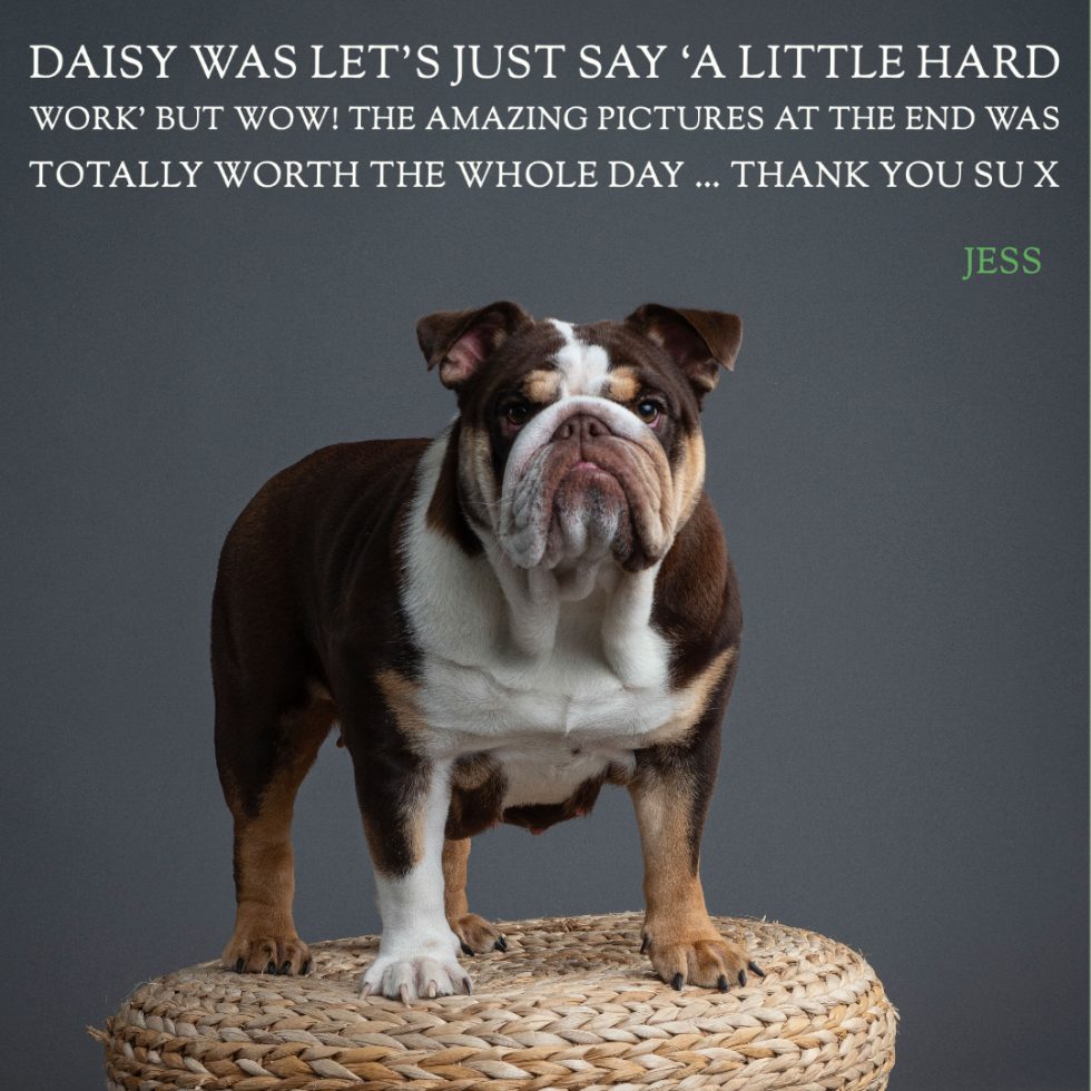 A bulldog standing on a wicker stool against a gray backdrop, with a caption expressing appreciation for the tough photography session.