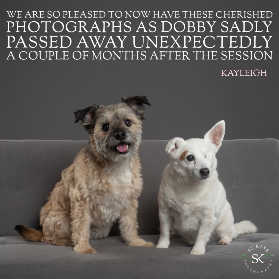 Two dogs, one shaggy tan and one small white, sitting side by side against a gray background, looking at the camera.