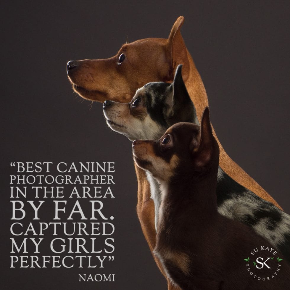 Three dogs of varying sizes and breeds posing together, looking to the side, against a dark background with a testimonial overlay about the photography.
