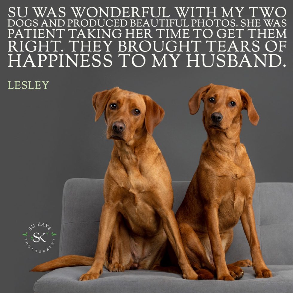 Two brown dogs sitting side by side on a gray sofa, looking at the camera, with a testimonial text overlay about a photography session.