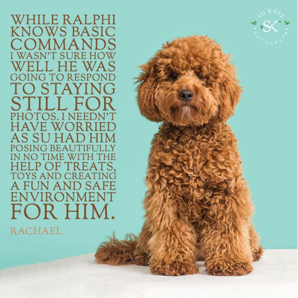 A curly-haired brown dog sits attentively against a light background, with an overlay of text discussing the dog's photoshoot experience.