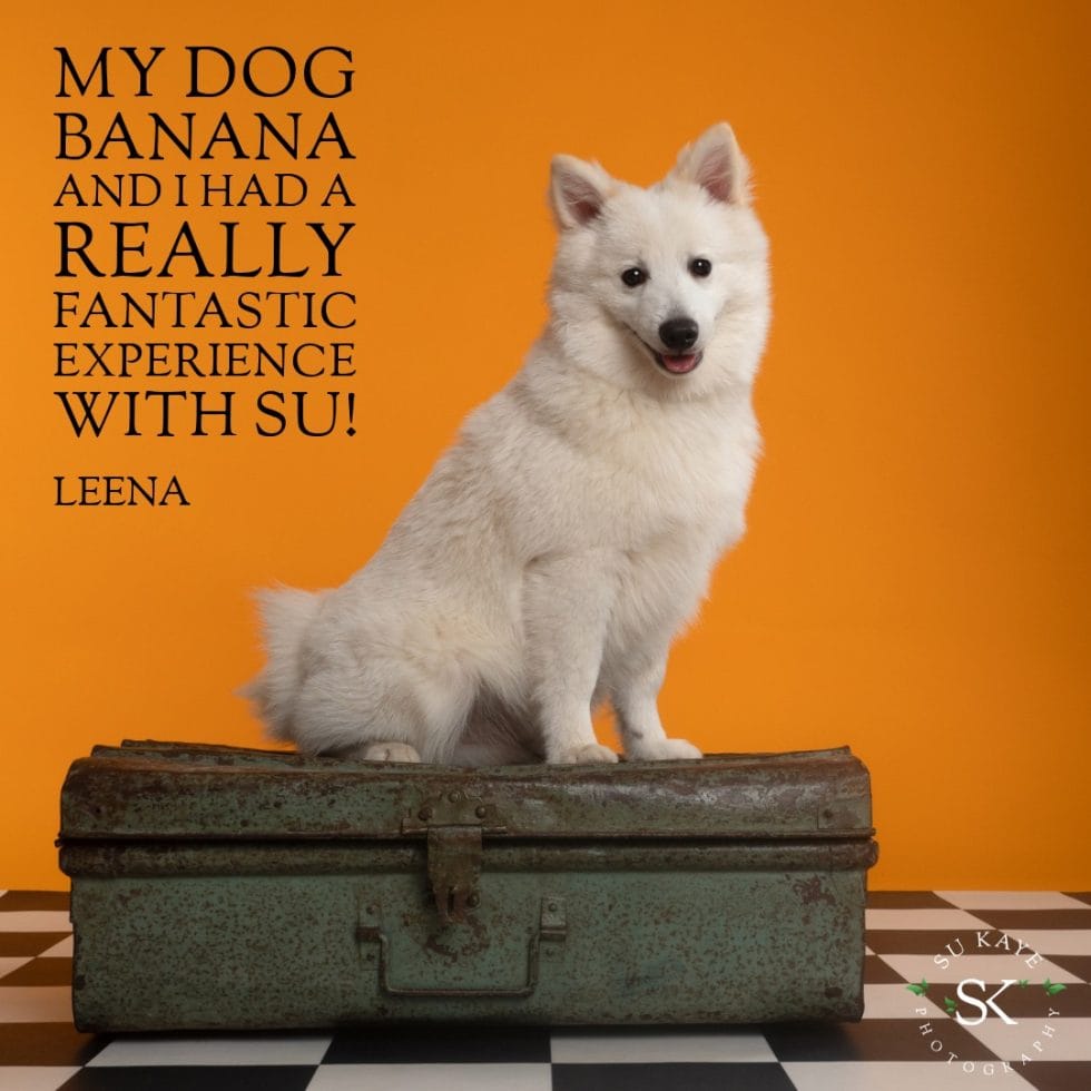 A white dog sitting on a rusty suitcase against a polka-dotted backdrop, with playful text about a positive experience.