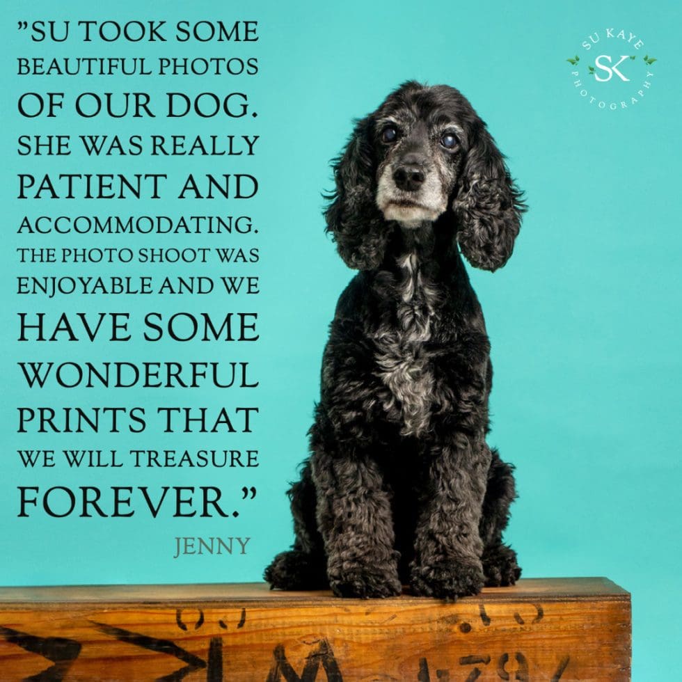 A black cocker spaniel sits on a wooden surface against a teal background, with a quote about a successful photoshoot printed in white text.