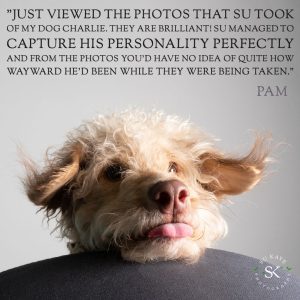 Testimonial Review Pet Portrait PHILLIPS Mixed Breed 1 Close-up of a fluffy, light-colored dog with its tongue out, resting its head on a surface, accompanied by a quote from pam praising a photographer.