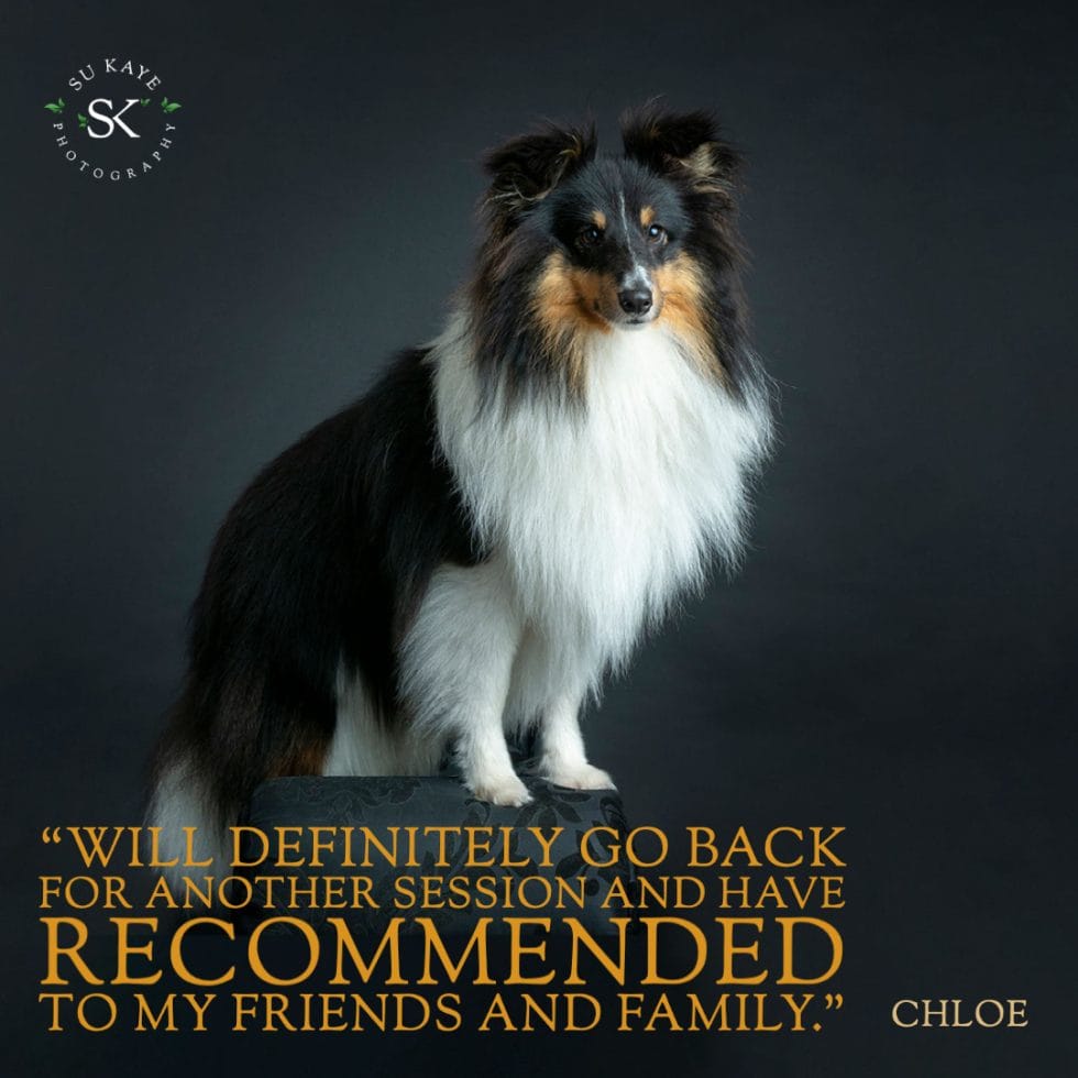 A shetland sheepdog sitting against a dark background with an overlaid testimonial quote attributing to chloe.