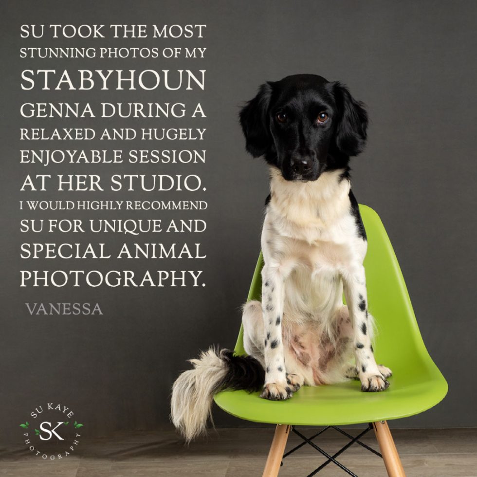 A black and white dog sitting on a green chair against a gray background, with a testimonial text about a photography session.