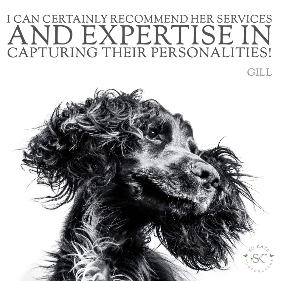Black and white close-up of a curly-haired dog looking directly at the camera with a testimonial quote about photography services by gill.