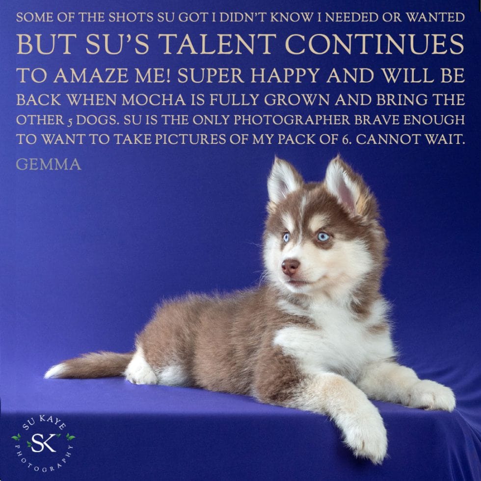 A husky puppy with blue eyes is lying on a blue cloth, looking to the side, with a quote about the photographer's talent and anticipation for more photos.