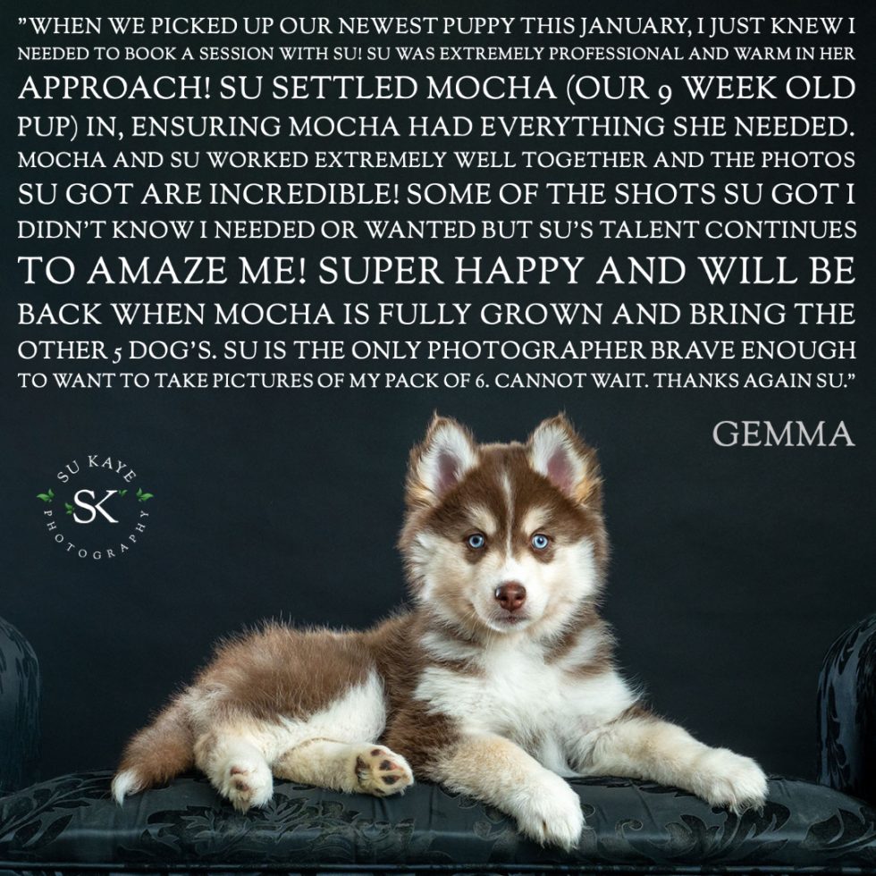 A young siberian husky puppy with vibrant blue eyes and a striking black and white coat, sitting on a snow-covered ground.