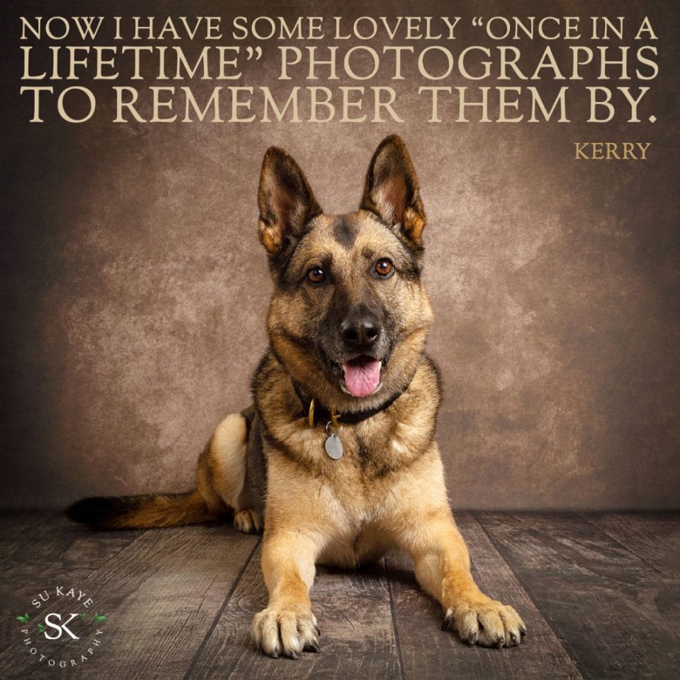 A german shepherd dog sitting on a wooden floor, facing the camera with a quote about lifetime memories by kerry.