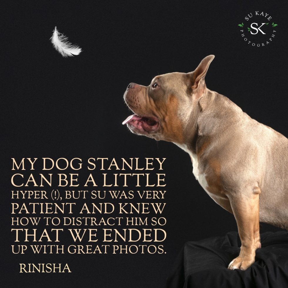 A brown dog glances upward at a floating white feather against a dark background, with an overlaid text about the dog's playful, distracted nature during a photo shoot.