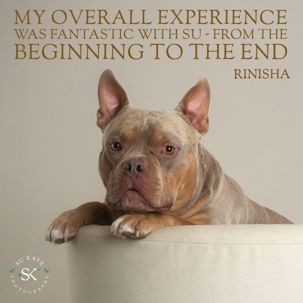A brown dog resting its chin on the edge of a tub, with a text overlay praising a photography experience.