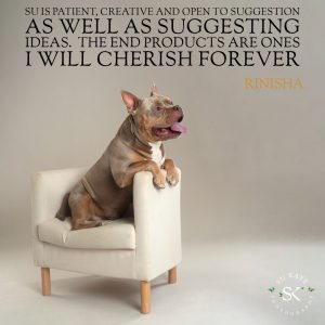 Testimonial Review Pet Portrait WEERASAKEERA US Pocket Bully 3 A happy brown dog sitting on a small white armchair, with a quote about cherishing forever by rinsha, against a backdrop of a watermark by su kaye photography.