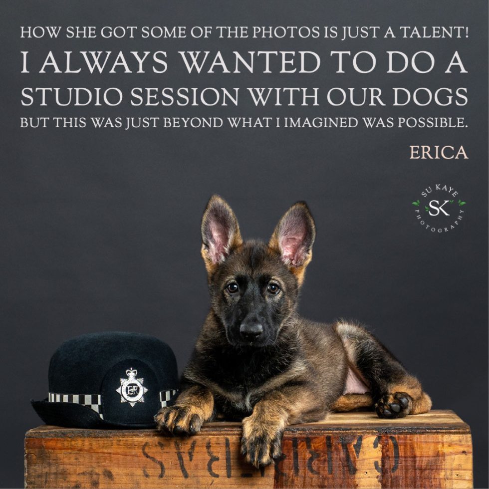 A german shepherd puppy lies on a wooden surface beside a police hat, with a quote about surprising studio photos.