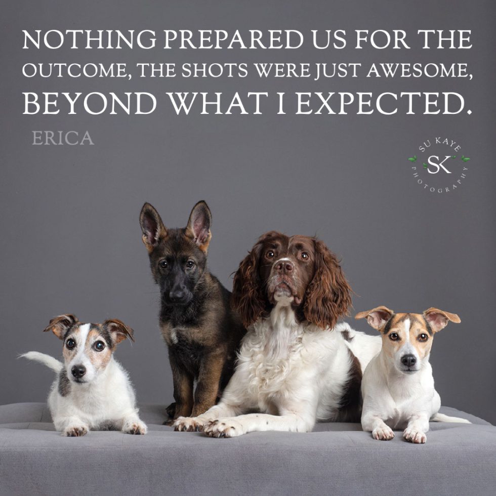Four dogs sitting on a gray couch with a quote about photography above them, against a dark background.