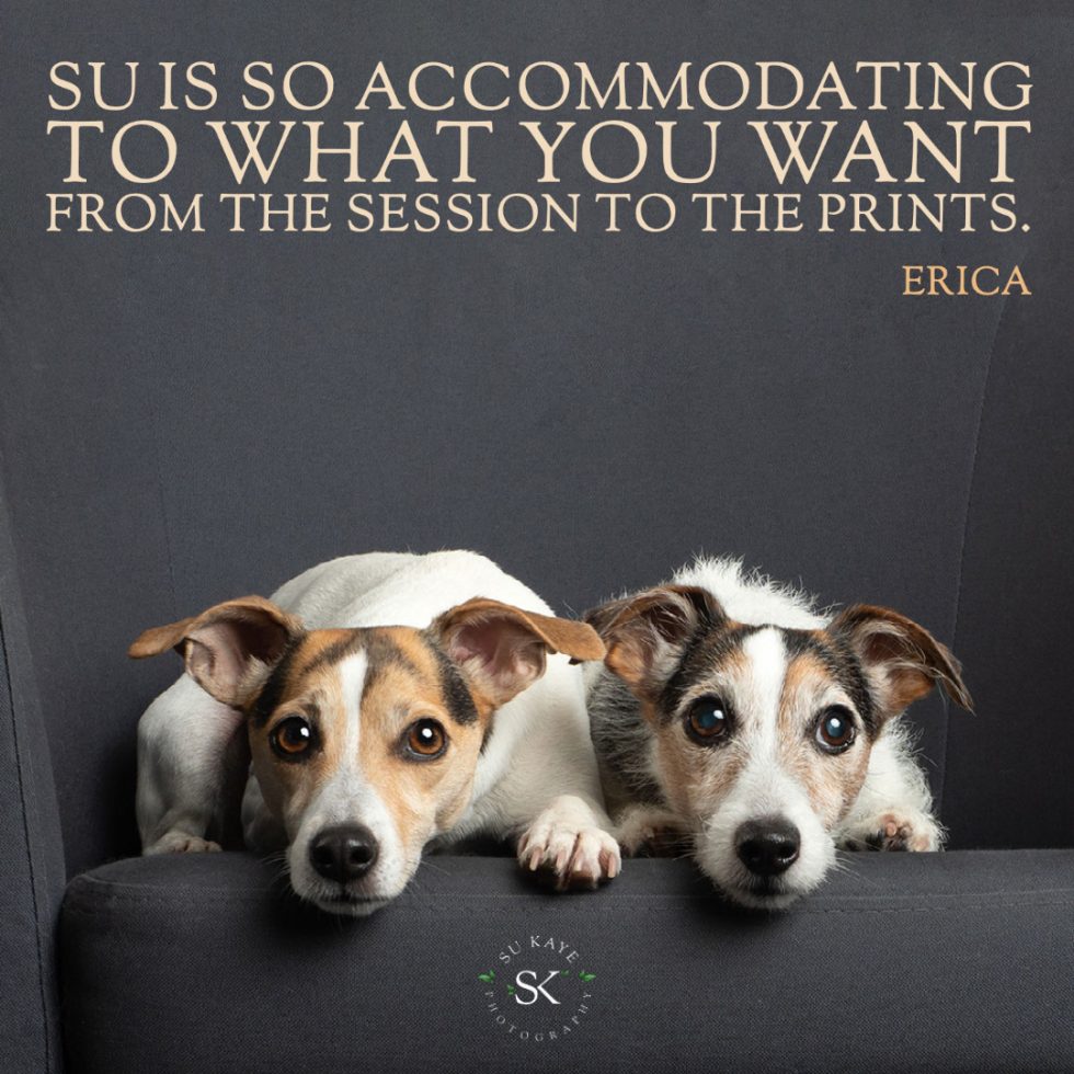 Two jack russell terriers sitting on a dark armchair, facing the camera, with a quote about accommodation at the top.