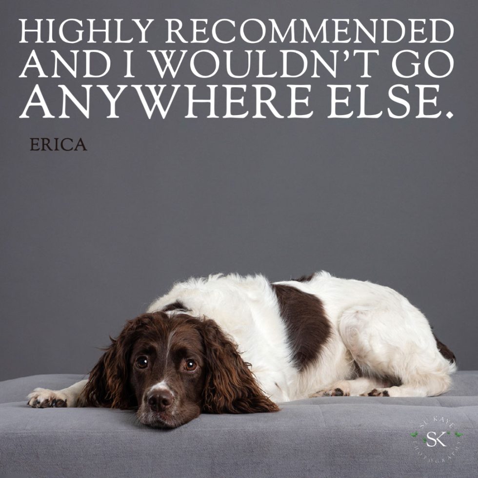 A brown and white dog lying on a gray cushion with a quote above saying 
