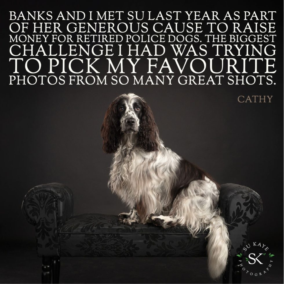 A springer spaniel sitting on a wooden floor, photographed in a studio with a quote by cathy about choosing her favorite photo for a fundraising campaign.