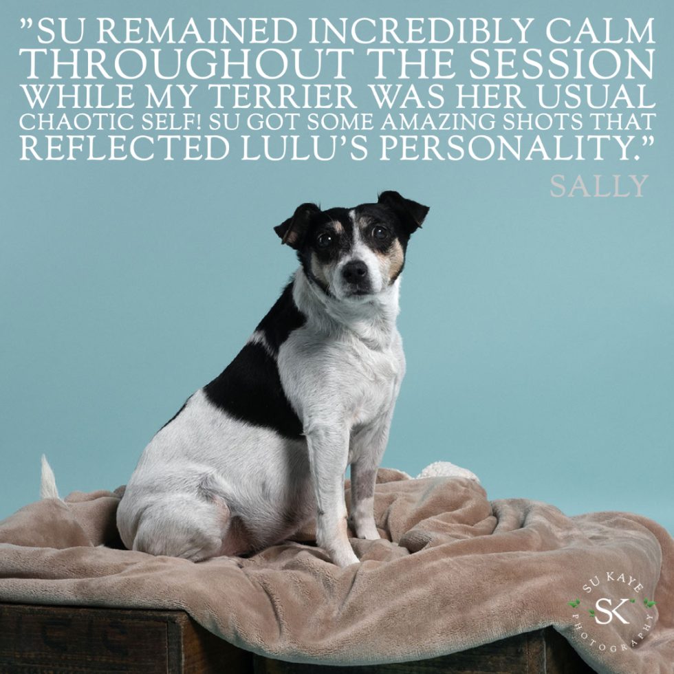 A jack russell terrier sitting on a plush blanket, looking at the camera, with a quote praising the dog's behavior during a photo session.