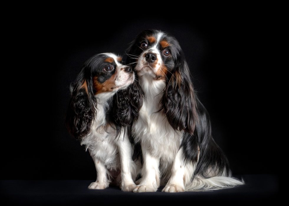 Two Cavalier King Charles Spaniels with black, white, and tan coats sit against a dark background. One leans in towards the other.