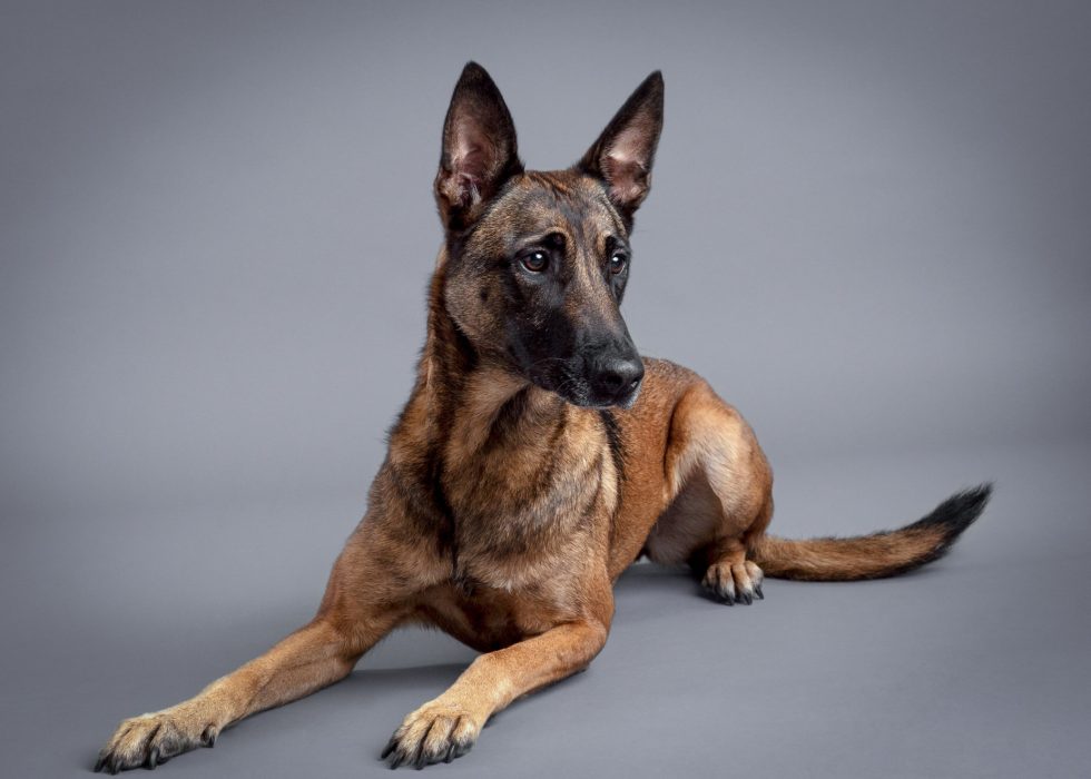 A Belgian Malinois dog lies on the ground against a gray background, ears perked up and looking to the side.