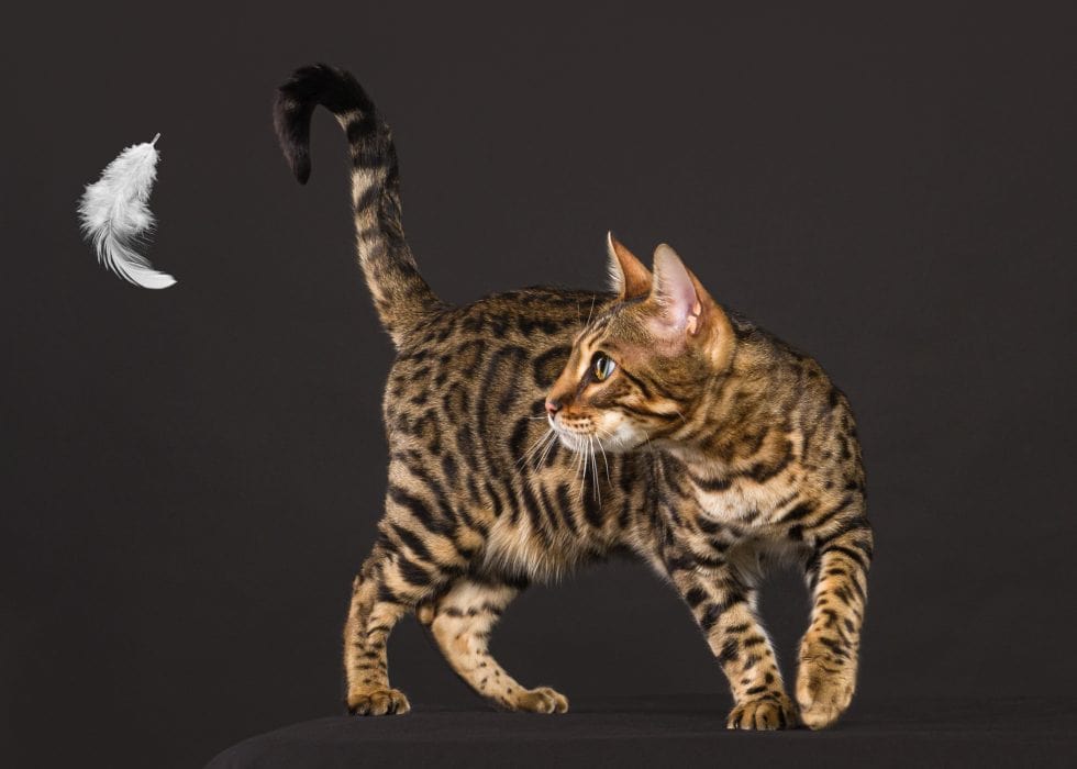 A bengal cat with striking coat patterns reaching out to catch a floating white feather against a dark background.