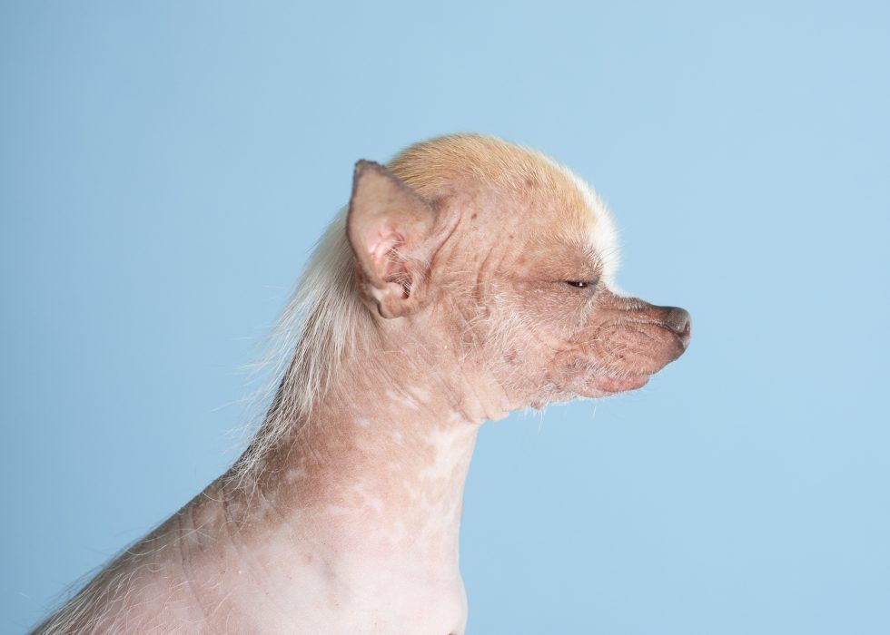 A hairless chihuahua with a light tan complexion and delicate white hair on its head against a soft blue background.