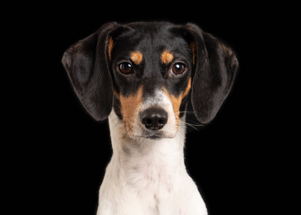 A close-up portrait of a black and tan dog with white markings, featuring attentive eyes and a shiny coat, against a dark background.
