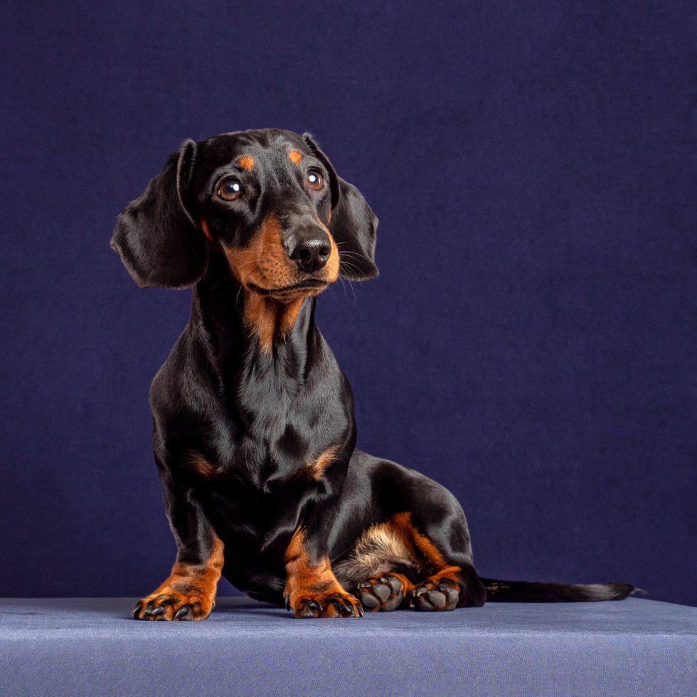 A black and tan dachshund sitting on a blue background, looking to the side with an attentive expression.