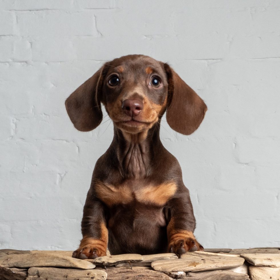 A young brown dachshund puppy with floppy ears sitting on a wooden surface, looking directly at the camera against a textured gray background.