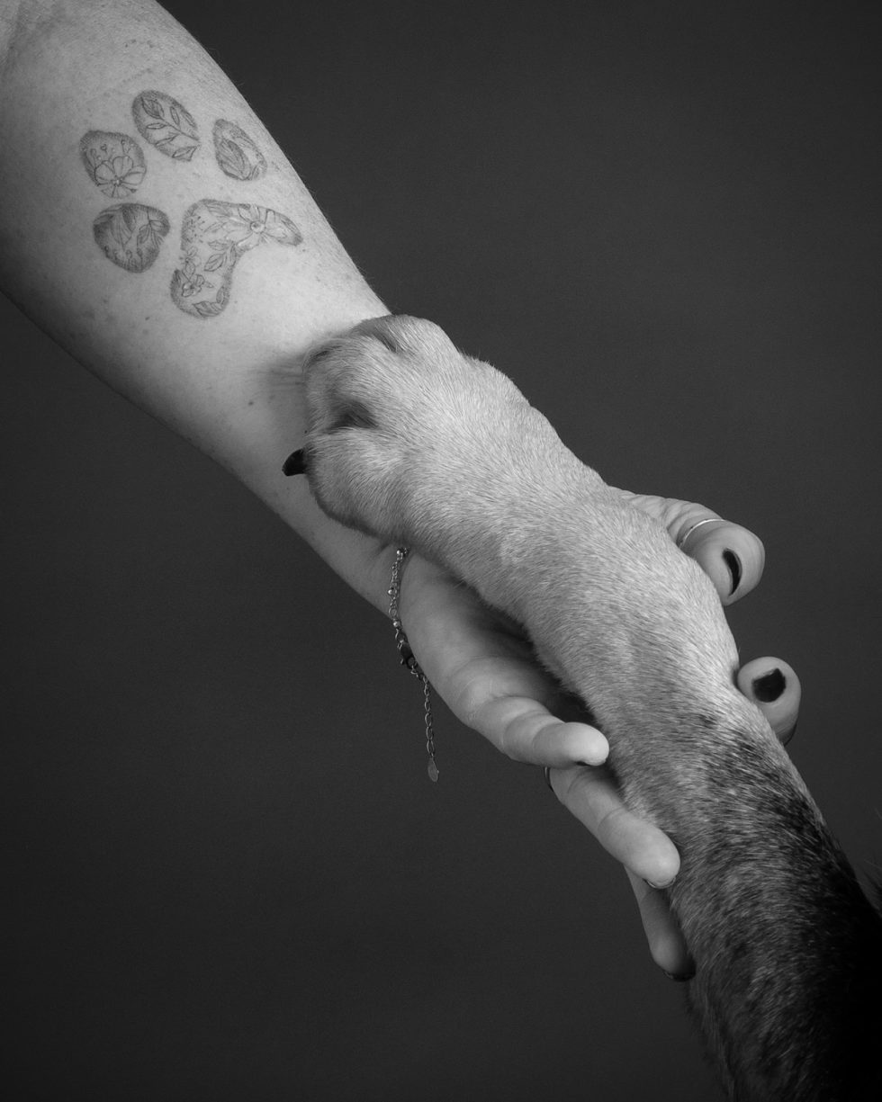 A black and white photo of a dog's paw gently resting on a human arm with a leaf tattoo.