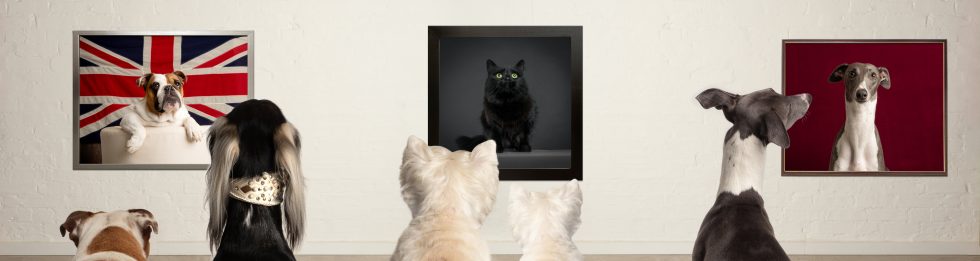 Diverse group of dogs viewing portraits of a cat and dogs displayed on a gallery wall, each framed photo featuring a different background.