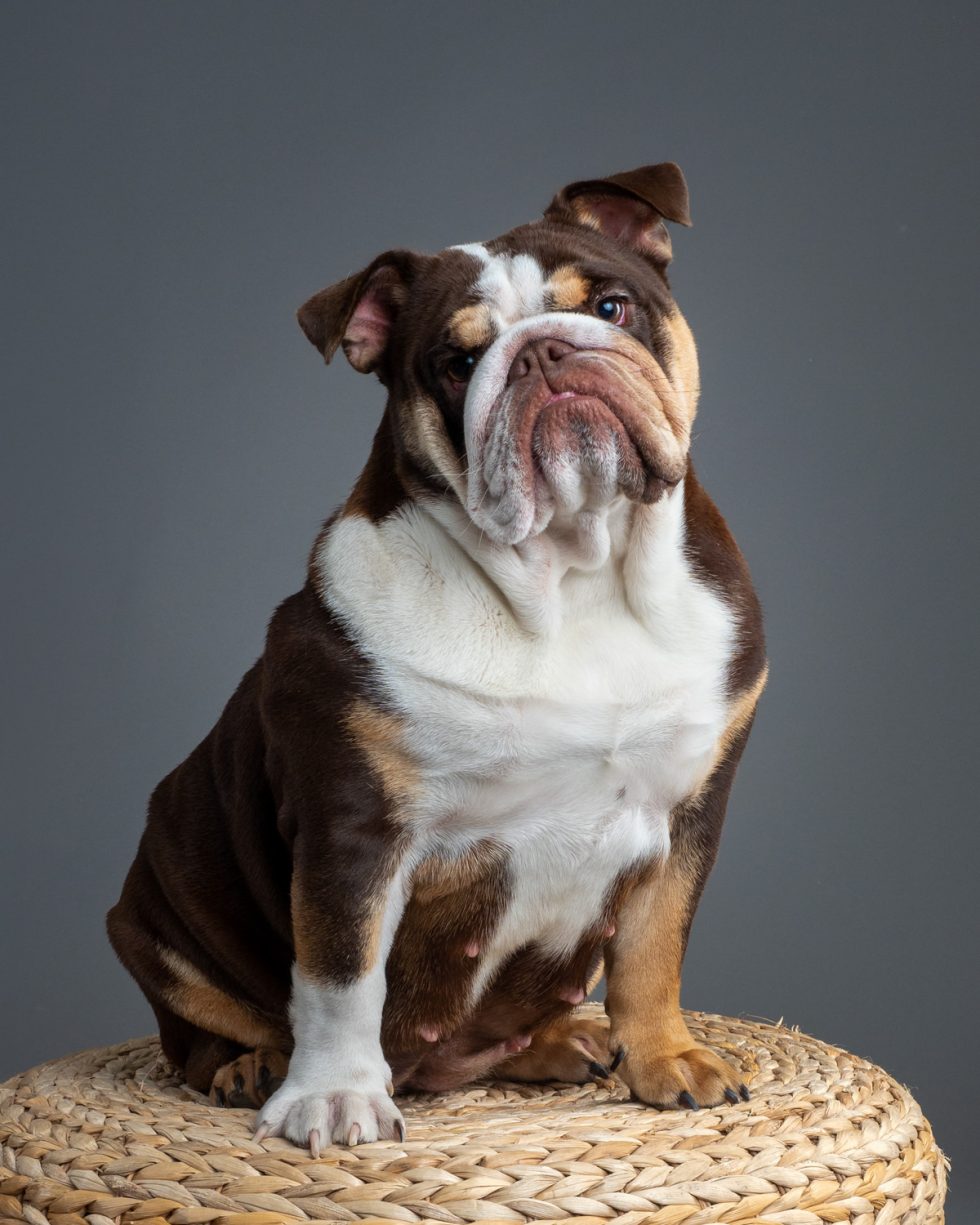 A brown and white bulldog sitting on a woven stool against a grey background, looking upward with a quizzical expression.
