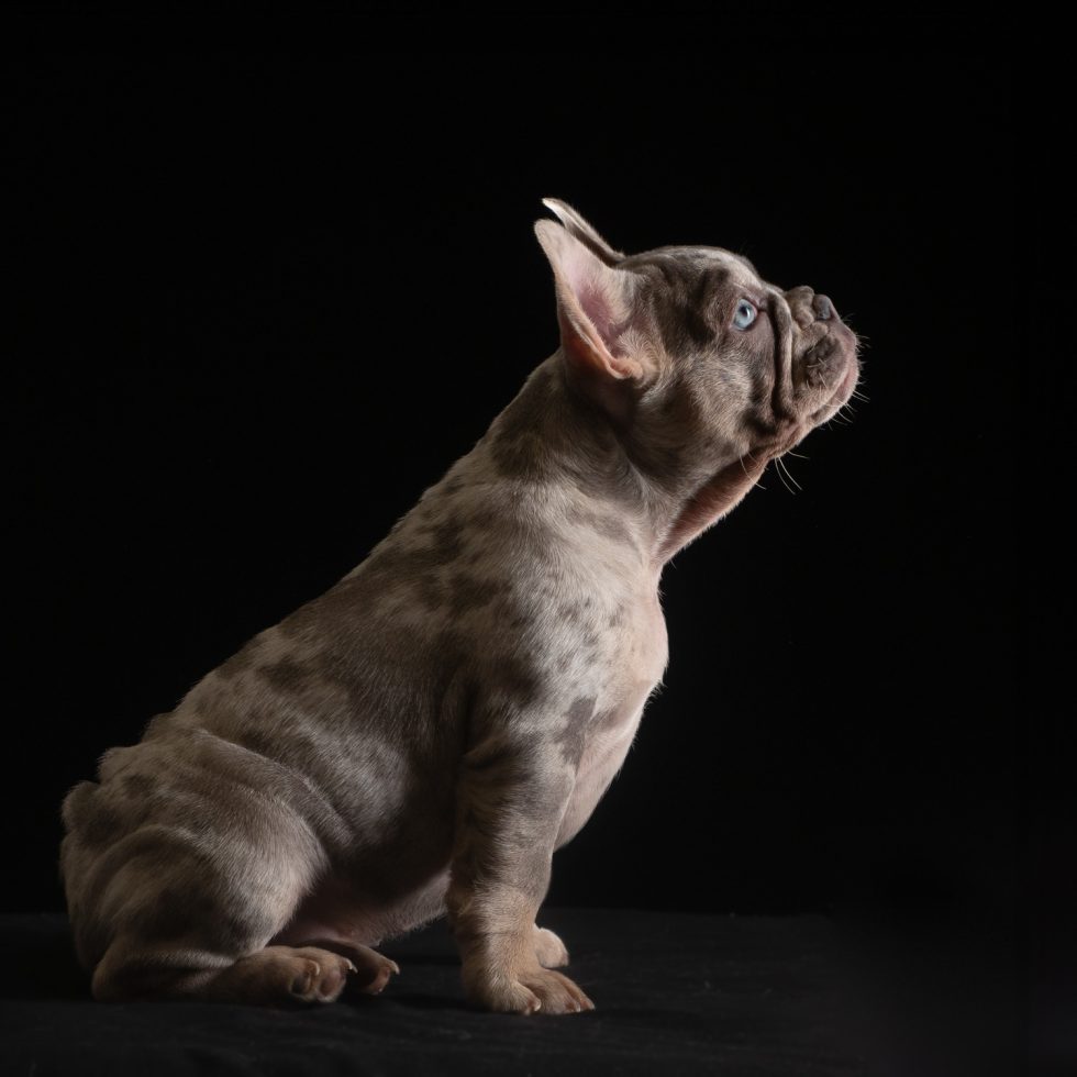 A profile view of a merle french bulldog puppy with one blue eye, sitting and looking up, against a black background.