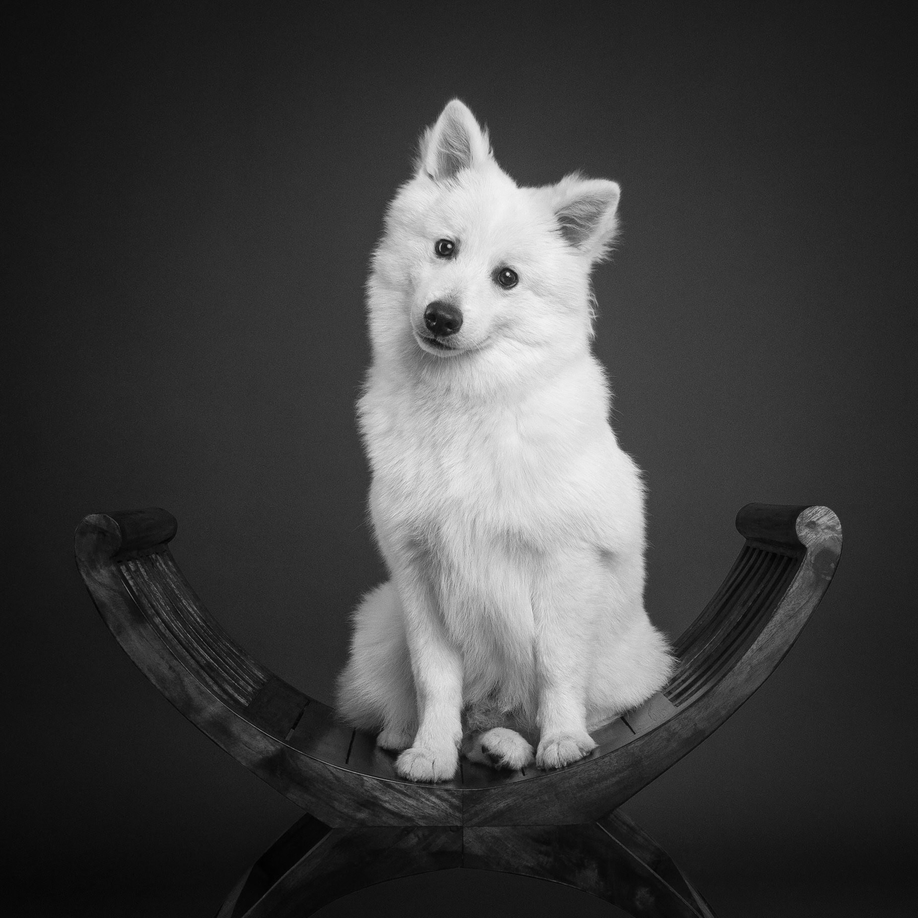 OLYMPUS DIGITAL CAMERA Black and white image of a white dog sitting attentively on an antique wooden chair against a dark background.