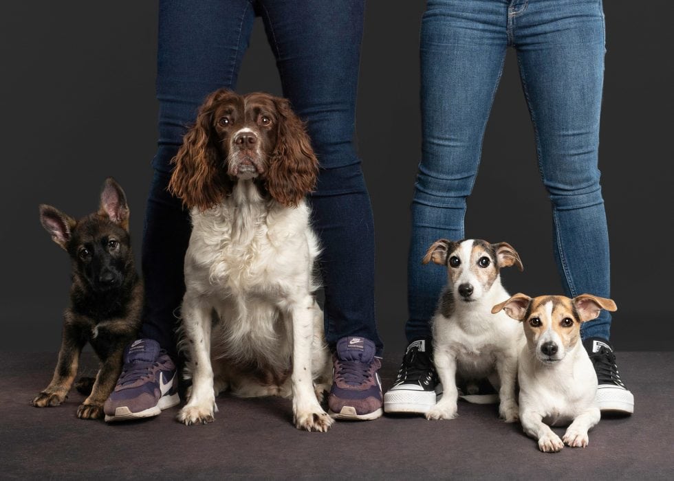 Three dogs—a german shepherd puppy, a springer spaniel, and two jack russell terriers—pose between the legs of two people wearing jeans and sneakers.