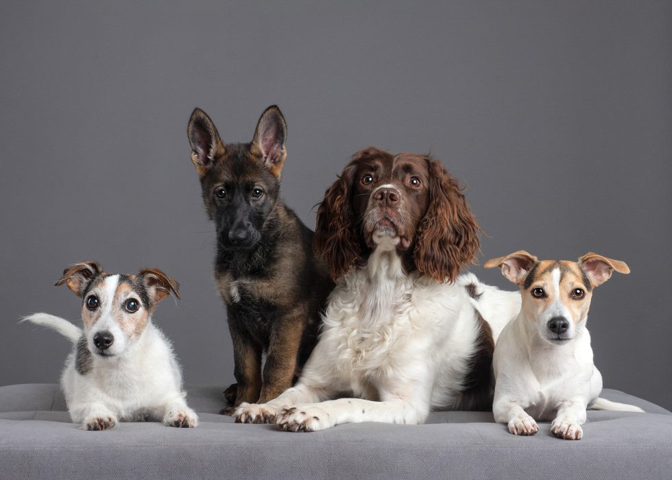 Four dogs of different breeds sitting side by side against a gray background, looking at the camera.