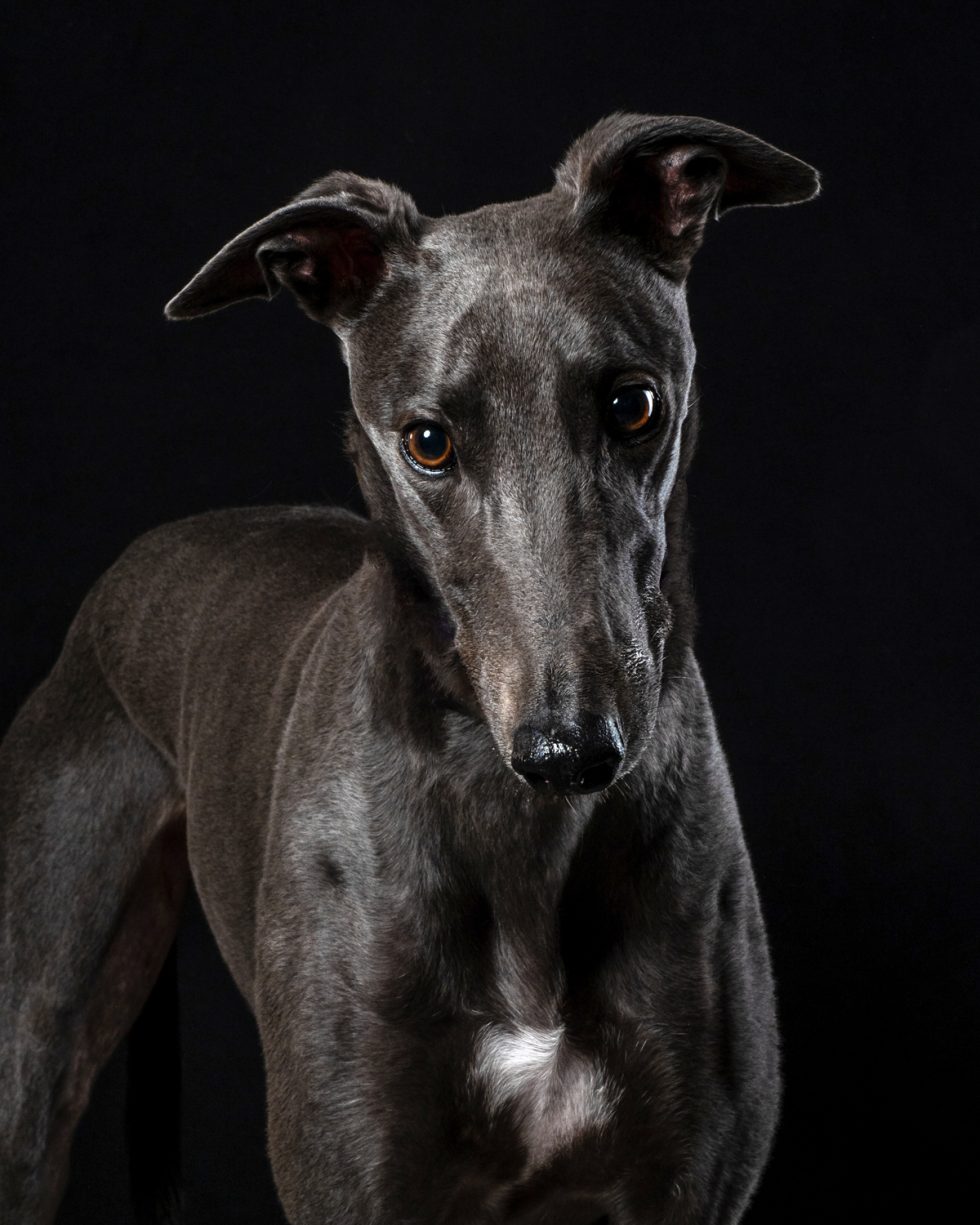 Portrait of a greyhound with a shiny coat and alert expression against a black background.