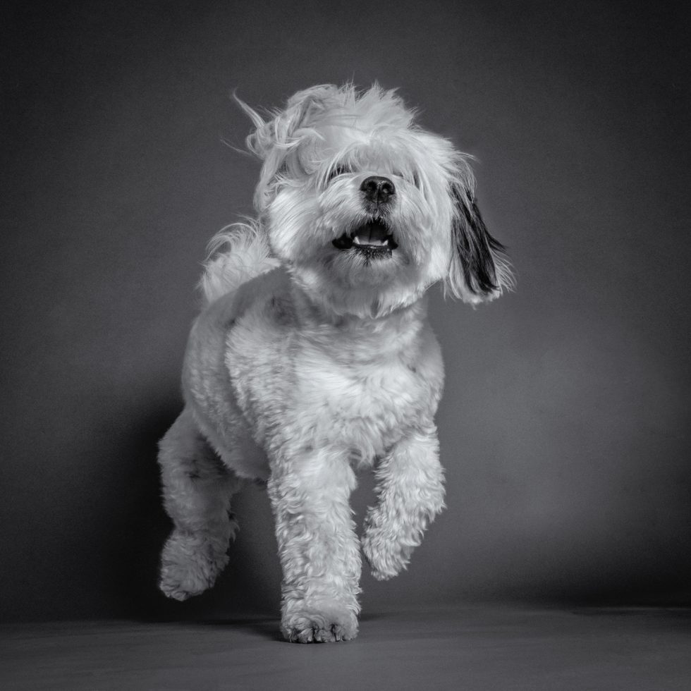 A shaggy white dog with its tongue out, captured mid-motion against a gray background.