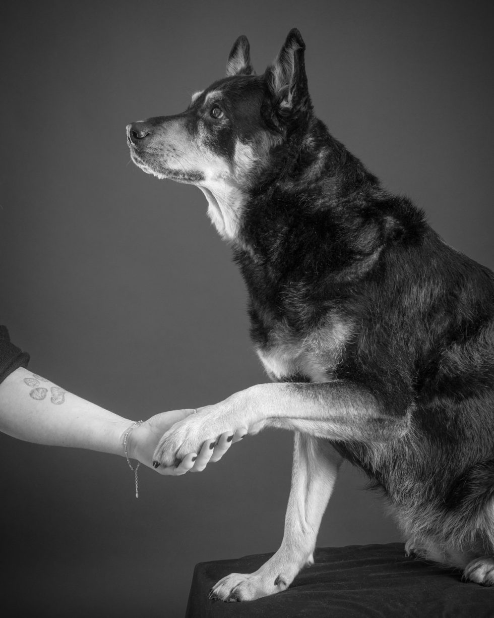 Black and white photo of a dog placing its paw on a human's hand, both looking in the same direction.