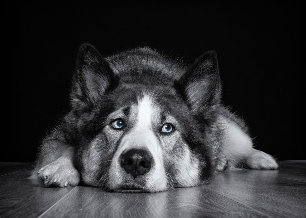 A husky with striking blue eyes lying down on a wooden surface against a black background.