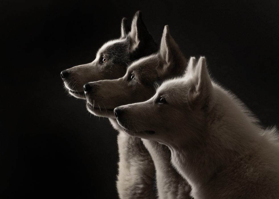 Three huskies with different fur shades attentively look to the right, highlighted against a dark background.
