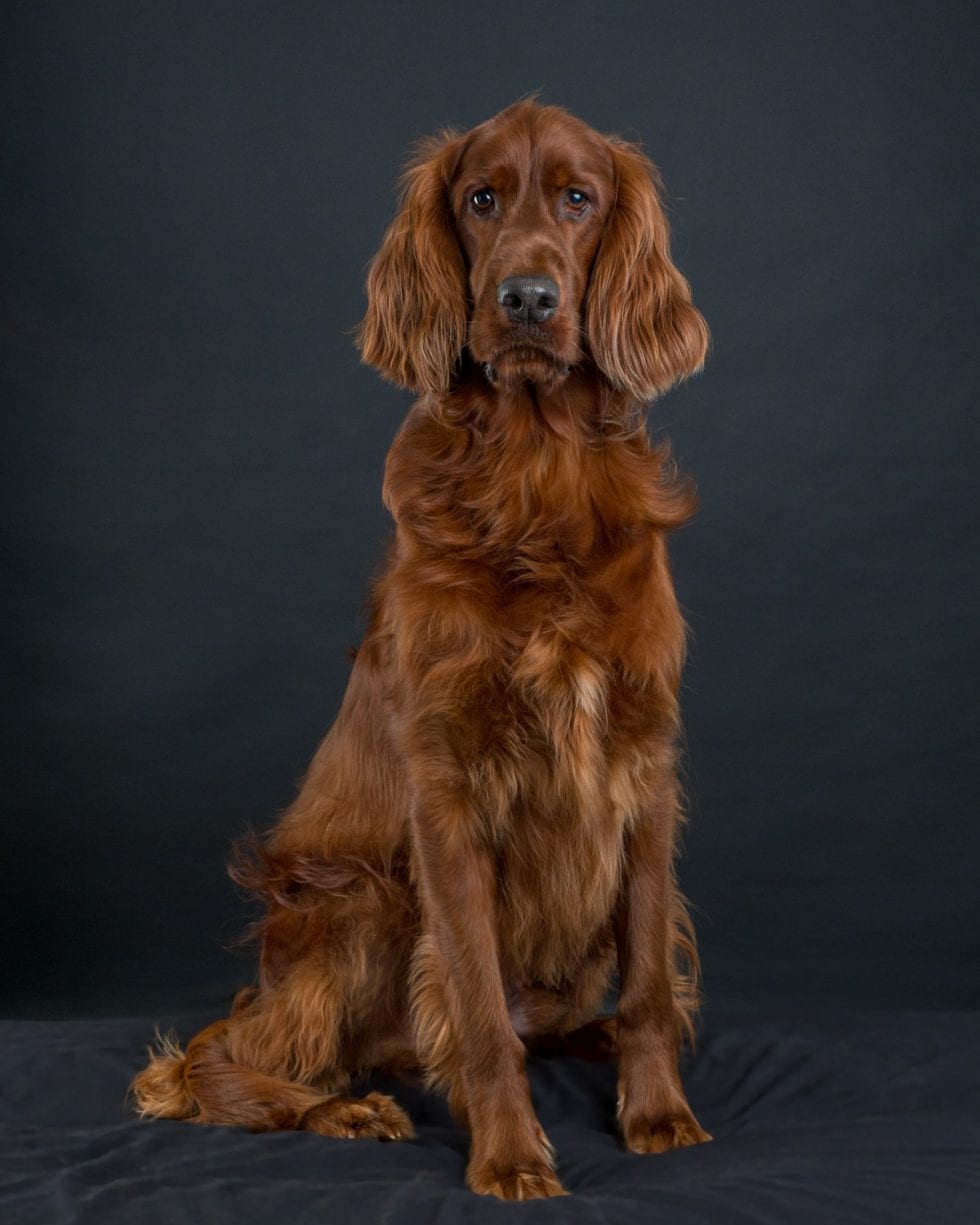 A regal irish setter with glossy chestnut fur sitting against a dark background.