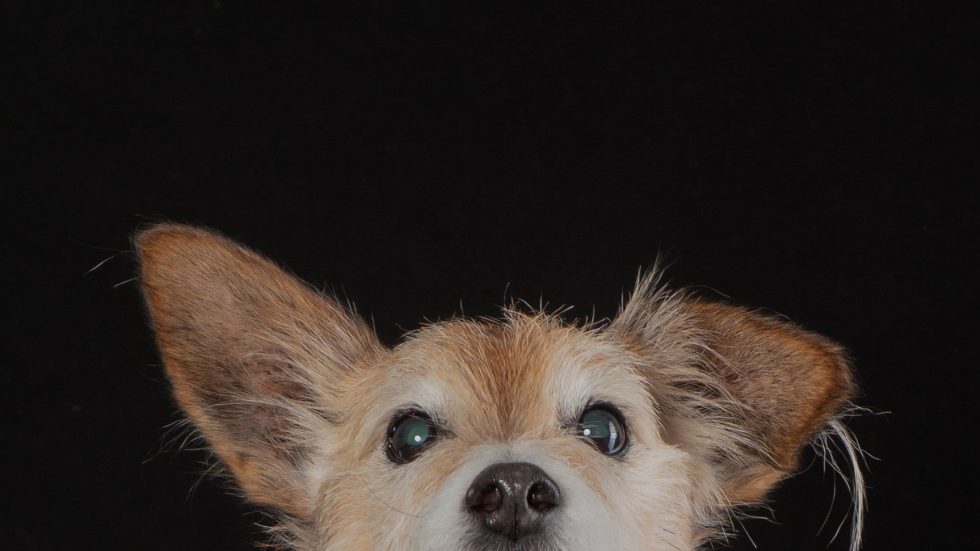 Close-up of a small dog with large, pointy ears and wide eyes looking at the camera, set against a black background.